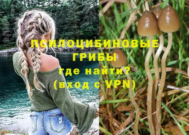 Галлюциногенные грибы Psilocybe  купить наркоту  Зима 